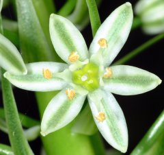 Unidentified Flowering Bulb